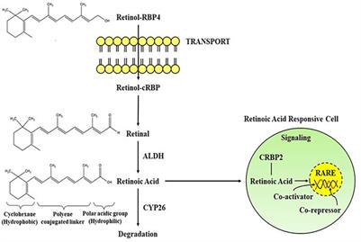 Therapeutic insights elaborating the potential of retinoids in Alzheimer’s disease